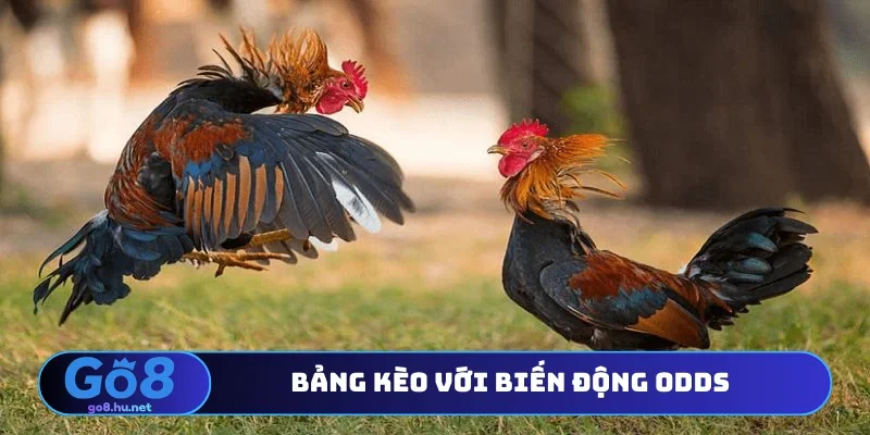 Bảng kèo với biến động odds