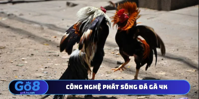Công nghệ phát sóng đá gà 4K