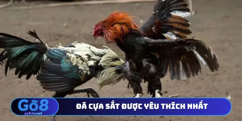 Đá cựa sắt được yêu thích nhất