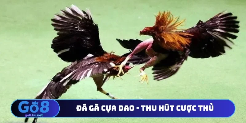 Đá gà cựa dao