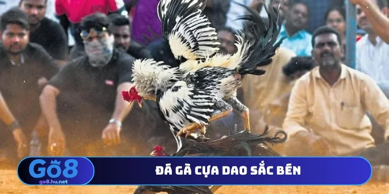 Đá gà cựa dao sắc bén