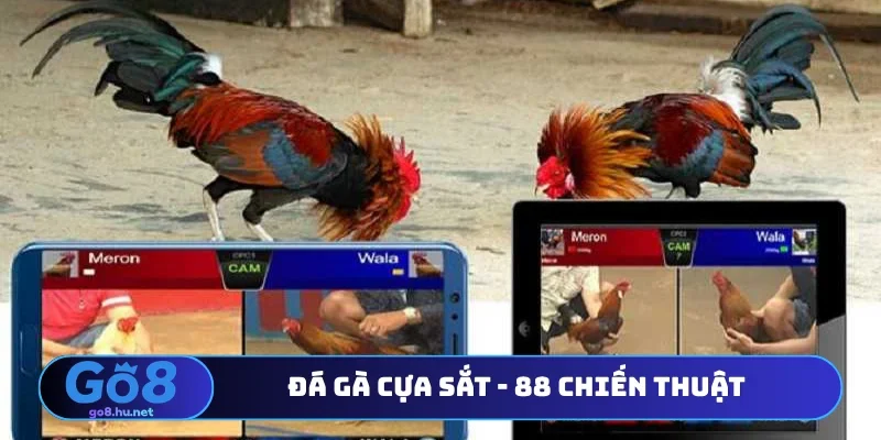 Đá gà cựa sắt