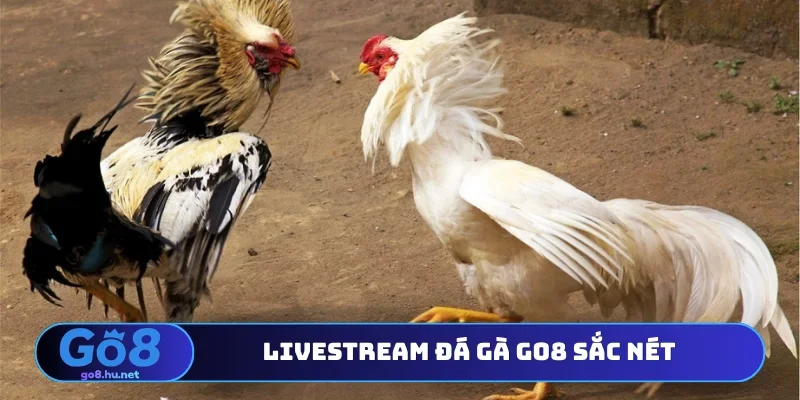 Livestream đá gà Go8 sắc nét