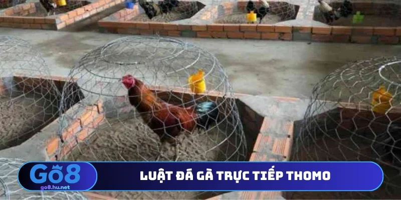 Luật đá gà trực tiếp Thomo