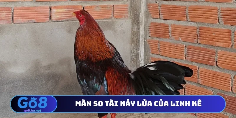 Màn so tài nảy lửa của linh kê