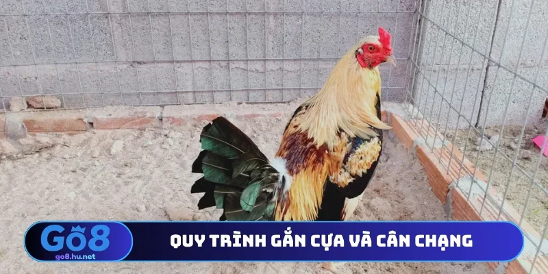 Quy trình gắn cựa và cân chạng