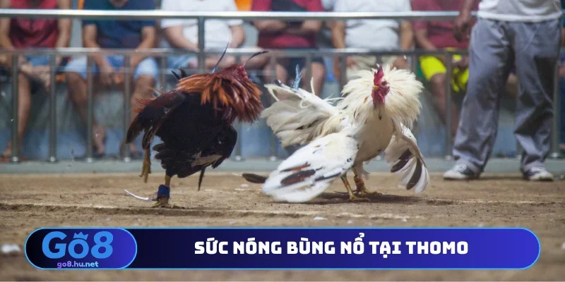 Sức nóng bùng nổ tại Thomo