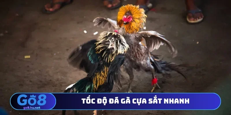 Tốc độ đá gà cựa sắt nhanh